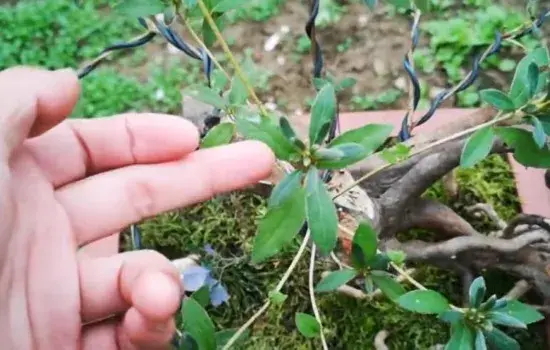 盆景养护管理 | 野生映山红什么时候移栽好 冬天移栽能活吗