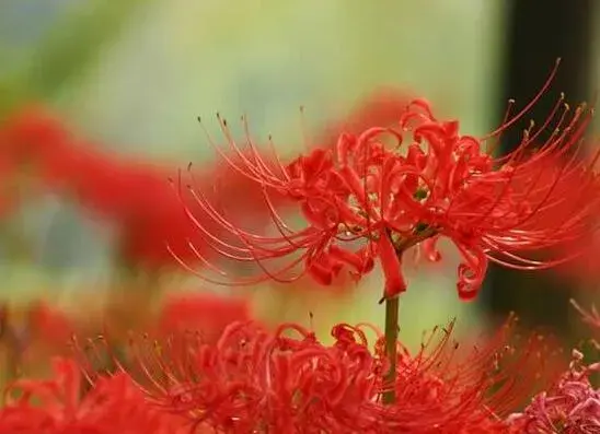 看见彼岸花有什么预示，彼岸花的传说及花语有哪些？