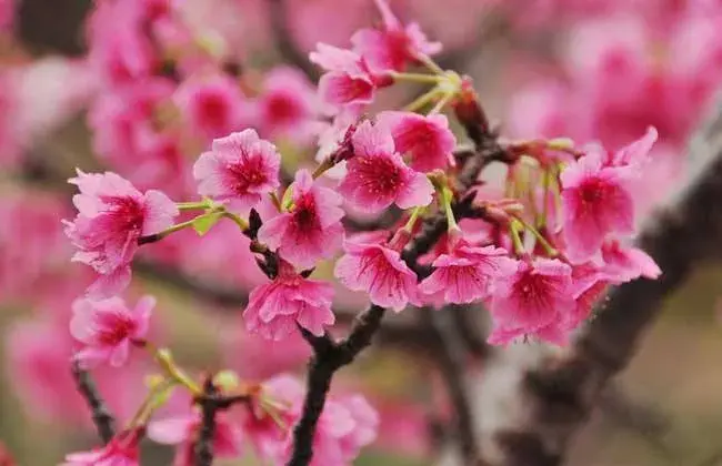 东京樱花花语传说，追寻生命的灿烂