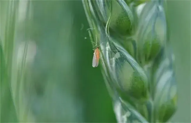 小麦吸浆虫防治和治疗技术