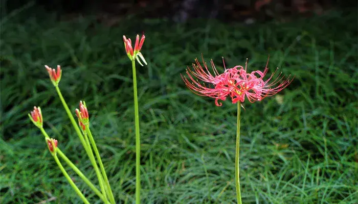 曼陀罗华花语