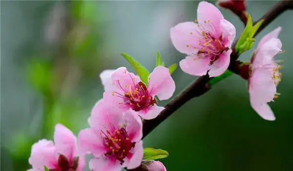 桃花的花语和传说