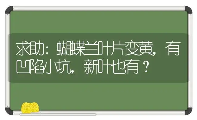 求助：蝴蝶兰叶片变黄，有凹陷小坑，新叶也有？ | 绿植常识