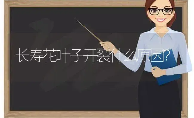 长寿花叶子开裂什么原因？ | 多肉养殖