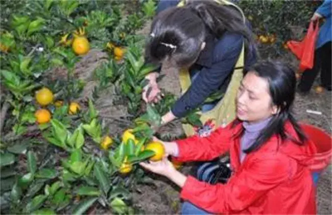 橙子保花保果技术