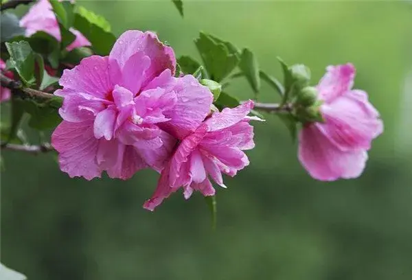 木槿花几月份开花图片 木槿花花语寓意