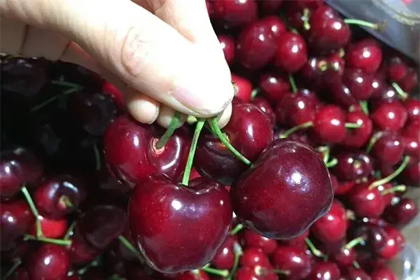 智利樱桃蓝莓热袭深圳