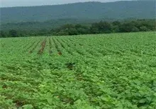 黑豆种植时间和黑豆种植技术