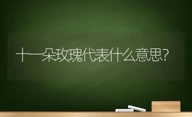 十一朵玫瑰代表什么意思？ | 绿植常识