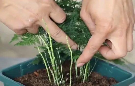 盆景养护管理 | 文竹不长笋芽怎么办 这两样可让它新芽冒不停