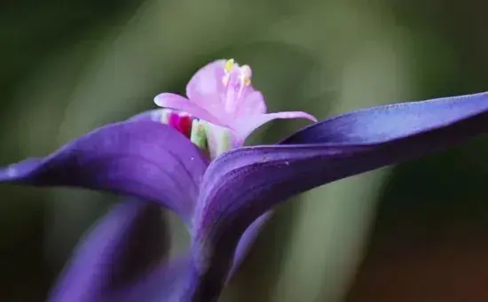 兰花花语、玉兰花花语是什么？适合送什么人？_花语大全