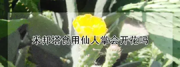 米邦塔食用仙人掌会开花吗