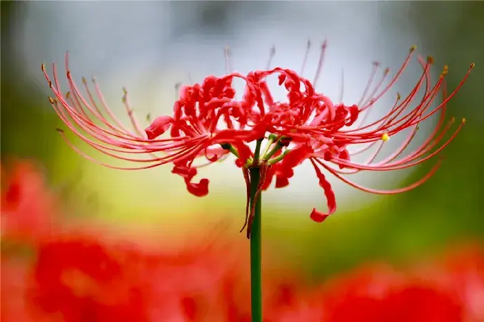 什么花的花语是救赎