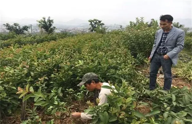 番石榴栽培管理技术