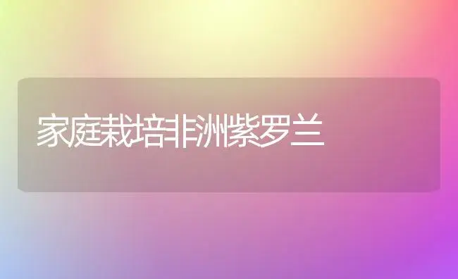 家庭栽培非洲紫罗兰 | 家庭养花