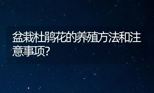 内蒙古佘太翠紫罗兰手镯的功效？ | 绿植常识