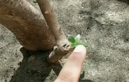 盆景知识 | 映山红假活是怎么样的现象或症状