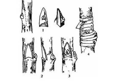盆栽育苗 | 梨树嵌芽接嫁接技术