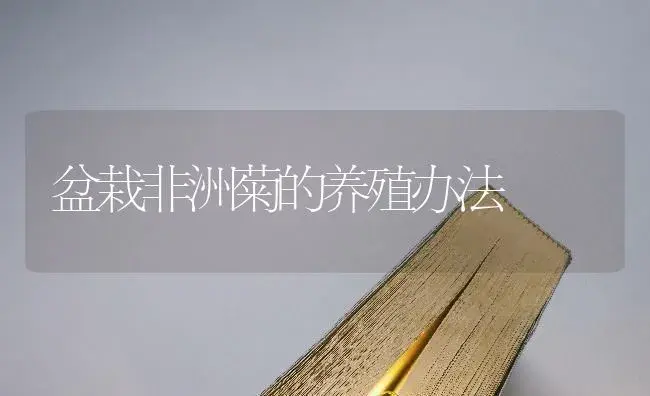 盆栽非洲菊的养殖办法 | 特种种植