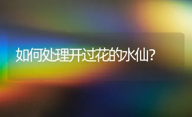 如何处理开过花的水仙？ | 绿植常识