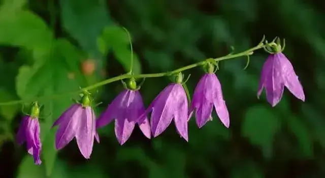 6月22日风铃草生日花语是什么