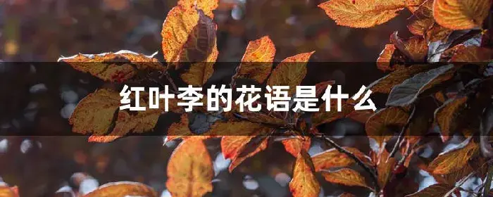 红叶李的花语是什么