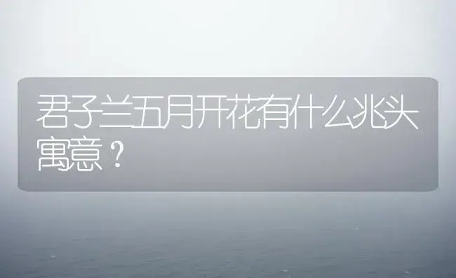 君子兰五月开花有什么兆头寓意？ | 绿植常识