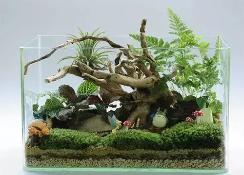 微型盆景 | 飞鸟鱼多肉植物微观盆景