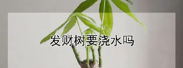 发财树要浇水吗