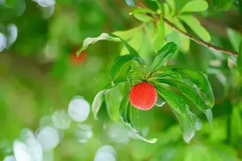 杨梅的嫁接时间和办法介绍