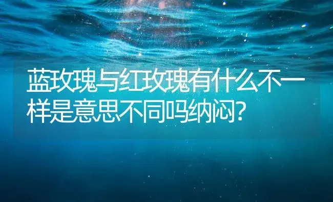 蓝玫瑰与红玫瑰有什么不一样是意思不同吗纳闷？ | 绿植常识