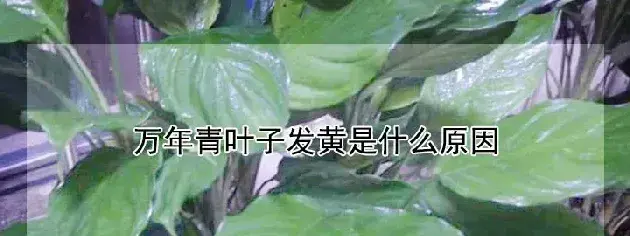 万年青叶子发黄是什么原因