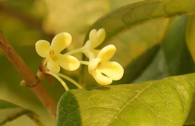 桂花叶片发黄起因及解决对策