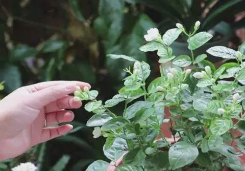 盆景养护管理 | 茉莉花生长缓慢且不开花怎么办