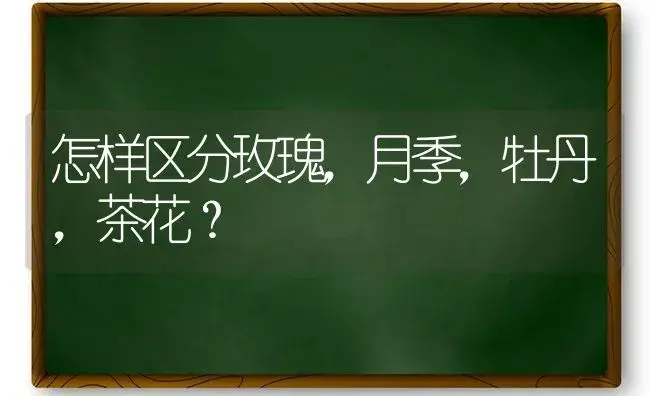 怎样区分玫瑰，月季，牡丹，茶花？ | 绿植常识