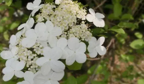 白琼花花语