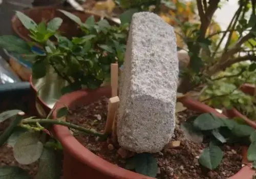 盆栽育苗 | 迎春花怎样压条