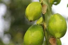 木瓜种植的大树裸根移植技术