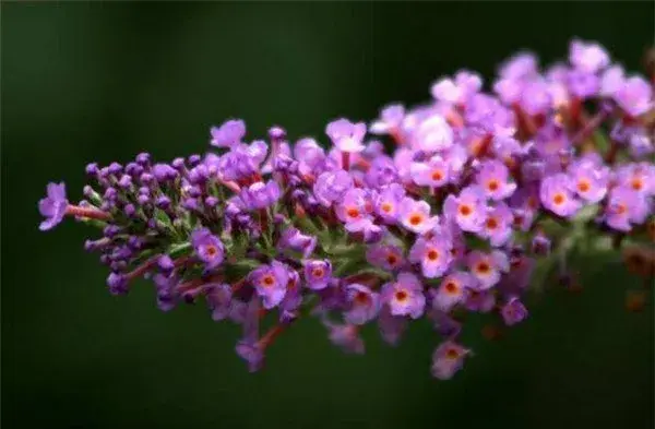 醉鱼草的花期和花语 醉鱼草能毒多大的鱼