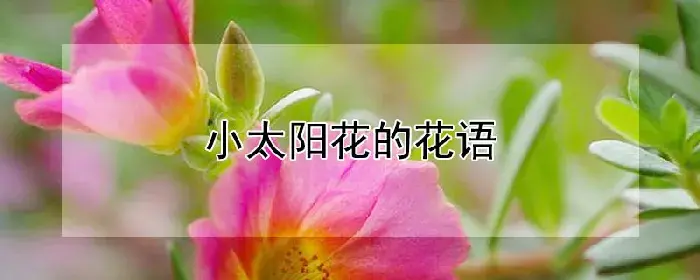 小太阳花的花语