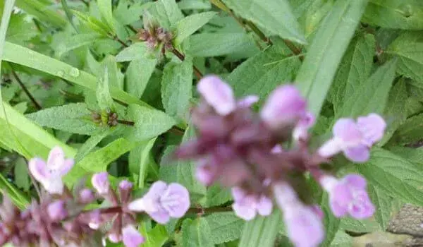 甘露子的花语和文化背景