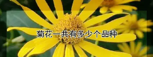 菊花一共有多少个品种