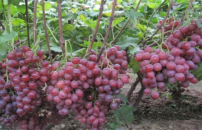 葡萄的种植技术要点