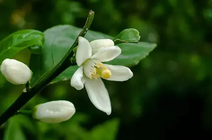 橘子花的花语是什么，有哪些寓意？(1000种鲜花花语大全)