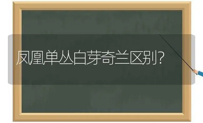 凤凰单丛白芽奇兰区别？ | 多肉养殖