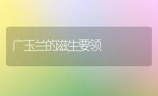 广玉兰的滋生要领 | 家庭养花