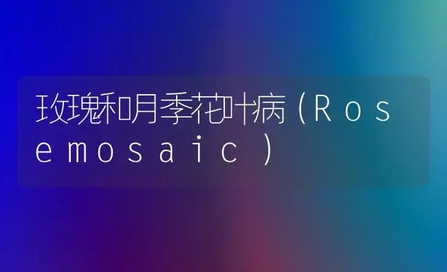 玫瑰和月季花叶病（Rosemosaic） | 家庭养花