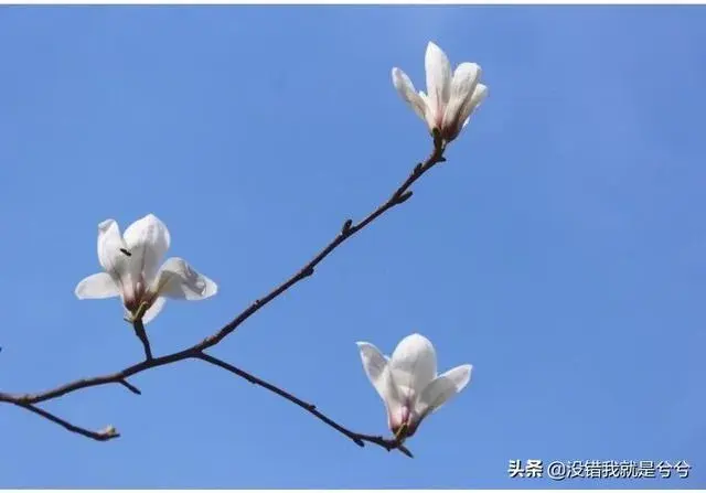 玉兰花是哪个市的市花？