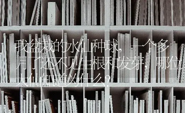 我盆栽的水仙种球，一个多月了还不见生根和发芽，哪位大仙知道为什么？ | 绿植常识