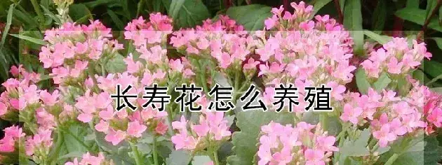 长寿花怎么养殖